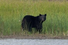 Black Bear Fatally Mauls Uranium Contractor in Northern Canada