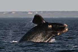 Plus grand nombre de naissances de baleines franches de l'Atlantique Nord depuis 2009