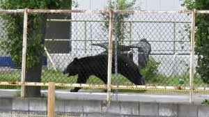 Un ours blesse quatre personnes au Japon, les attaques atteignent un niveau record