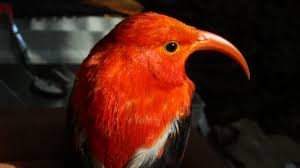 Le suivi GPS révèle des vols de matériaux de nidification chez des Hawaiian honeycreepers
