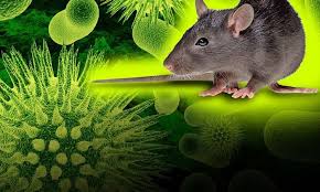 Un paquebot lié au hantavirus arrive à Ténérife alors que les évacuations commencent