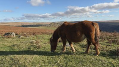 Les craintes d'abattage des poneys du Dartmoor augmentent avec de nouveaux contrats de pâturage
