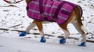Une promeneuse de chiens mordue au travail ne peut pas poursuivre les propriétaires, tranche la cour de l'Ontario